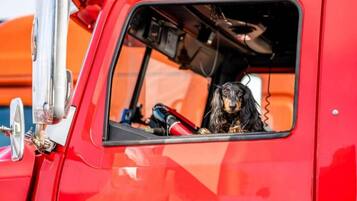 A red vehicle with a dog inside, visible through the window.