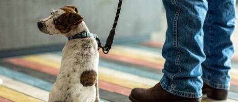 A dog sitting on a colorful floor with a leash, and a person standing nearby.