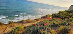 Eine Küstenlandschaft mit Blick auf das Meer, ein Sandstrand und rote Blumen im Vordergrund.