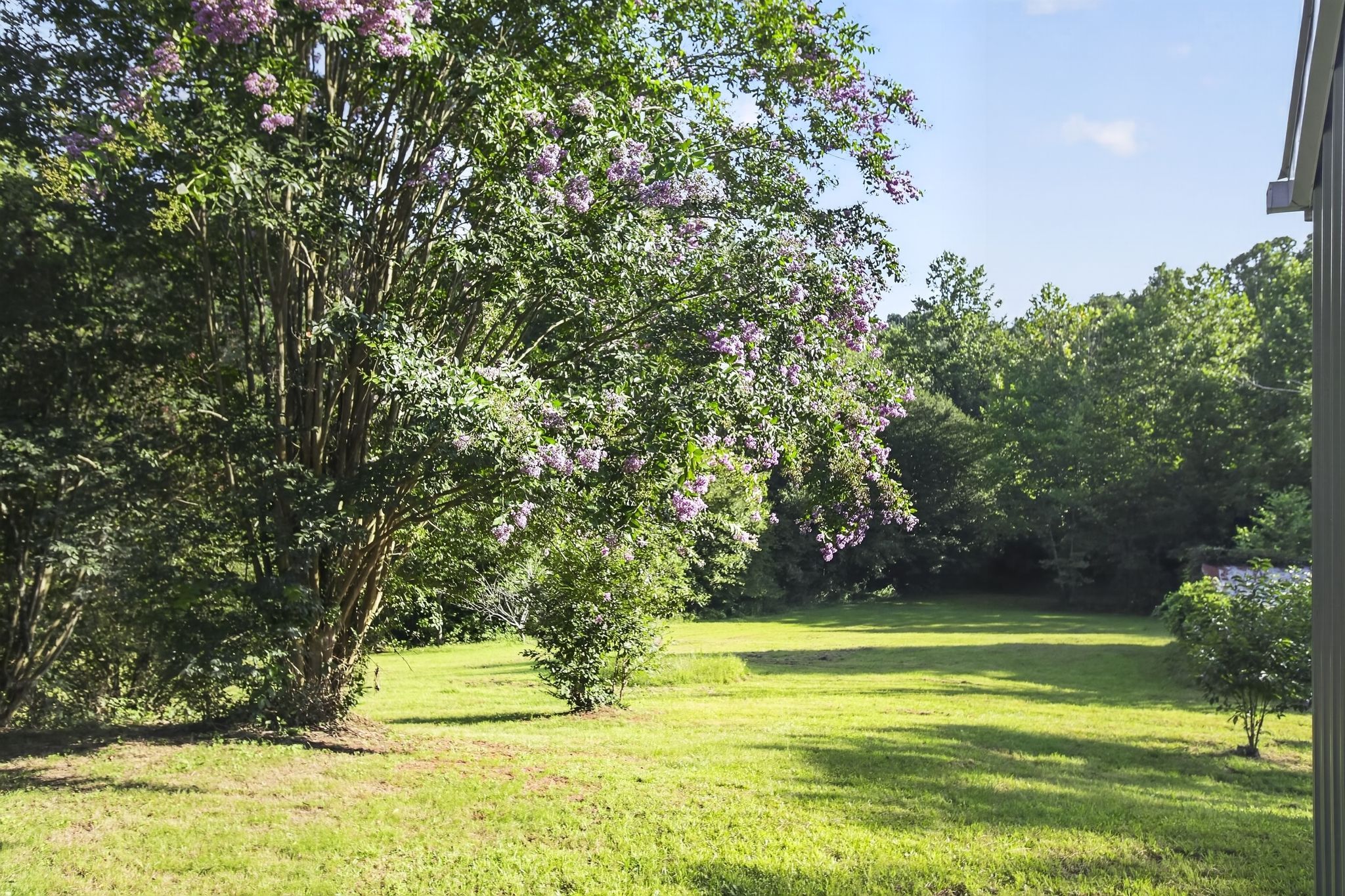 A grassy yard with a large tree bearing purple flowers, a clear sky, and a building on the right.