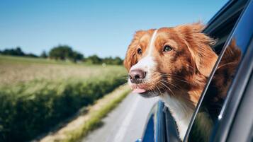 Een hond die zijn hoofd uit het autoraam steekt.