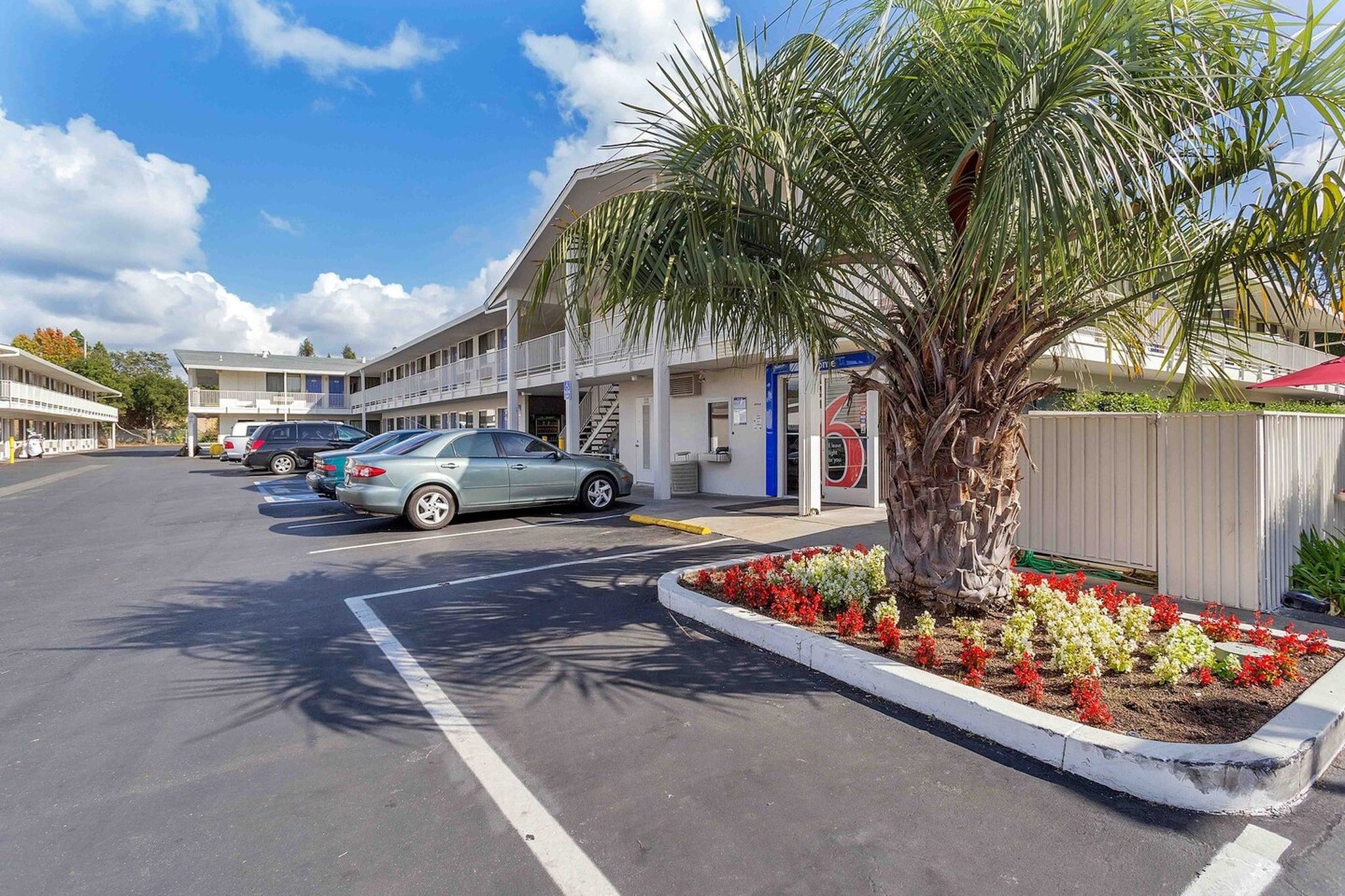 A parking lot with cars, a building with a blue door, and a palm tree with flowers.