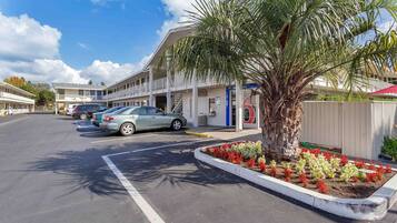 A parking lot with cars, a building with a blue door, and a palm tree with flowers.