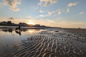 Escena de platja amb un gos, sorra mullada i un atardec