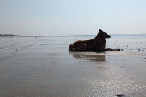A dog lying on a beach with a clear sky in the background. - Holiday home "Bambi" (Barneville-Carteret)