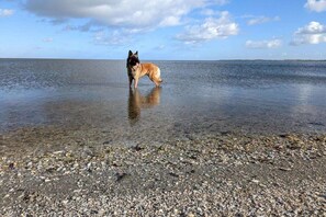 A dog standing in shallow water with a clear sky in the background. - Holiday home with 1 bedroom (Medemblik)