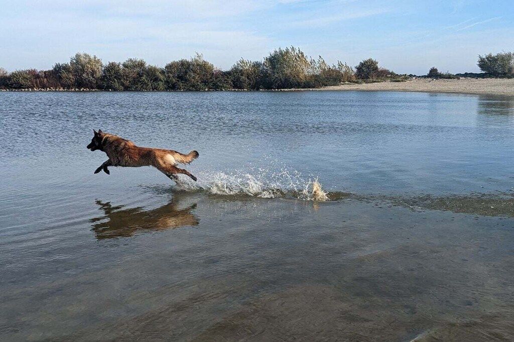 Een hond rent door ondiep water langs de kustlijn, met bomen en een zandgebied op de achtergrond.