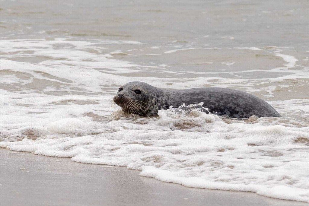 A seal in the water near the shore.