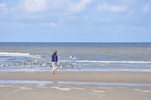 A beach with a person walking and birds on the shore. - Holiday home with 1 bedroom (Julianadorp aan Zee)
