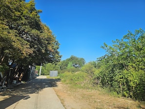 A narrow road flanked by dense greenery and a clear blue sky.