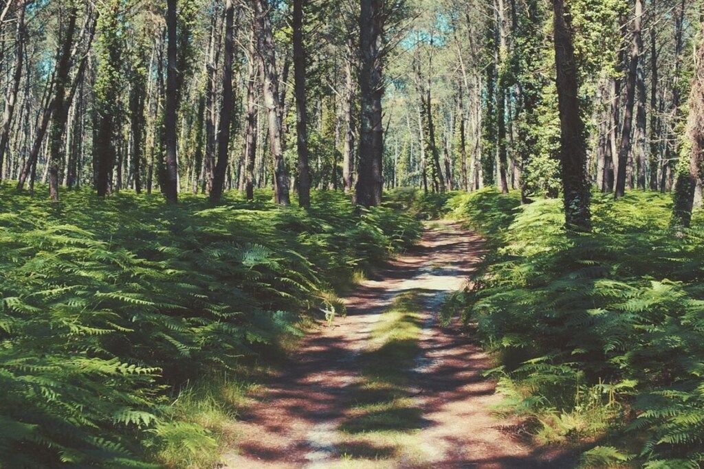 A forest path surrounded by tall trees and ferns.