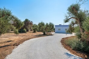 A gravel path leading to a white building with a flat roof, surrounded by olive trees and a clear sky.