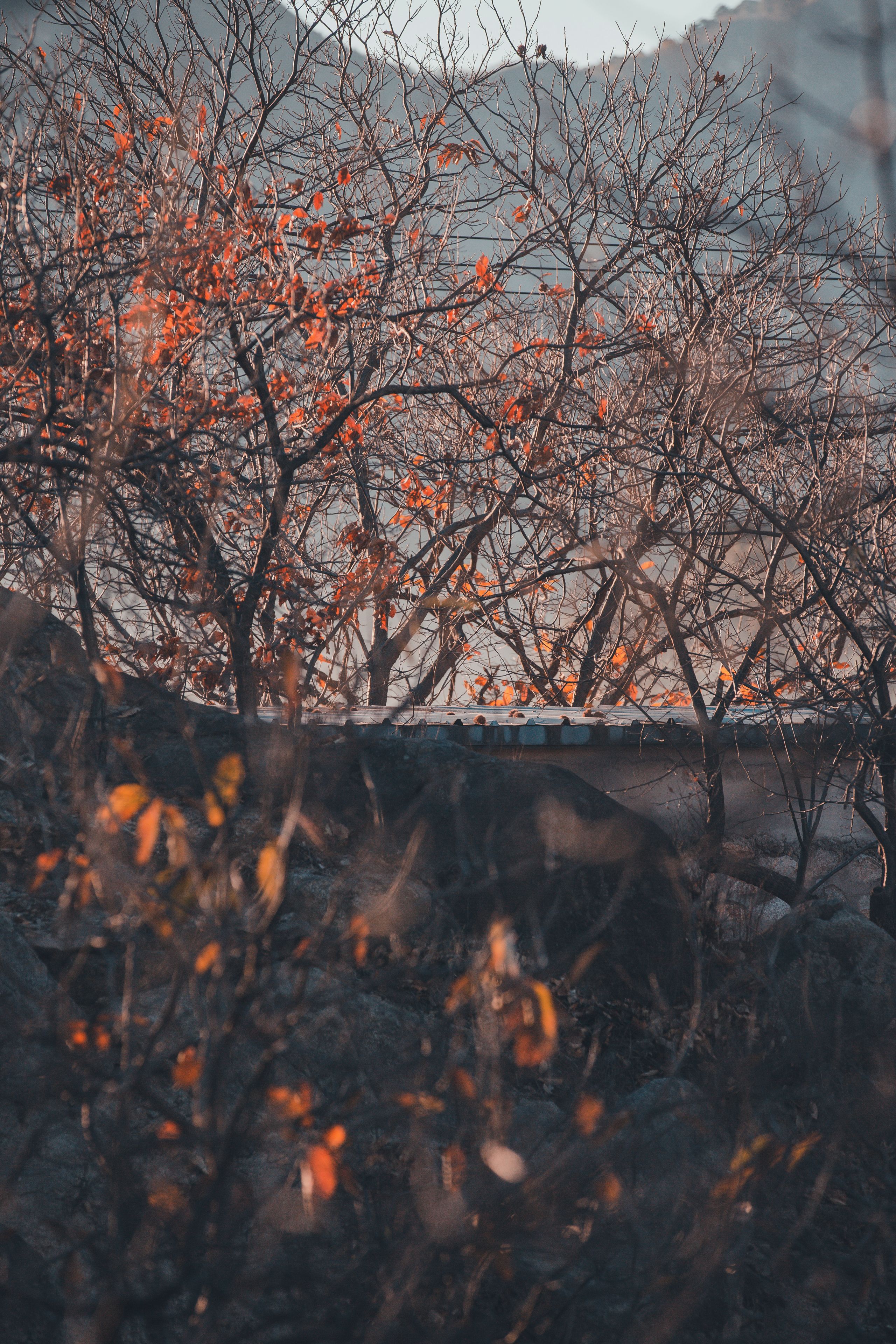 Un paysage arboré avec une étendue d’eau.