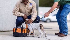 A person interacting with a small dog on a leash, with a bag and a car in the background. - 2 Queen Beds | Premium, Micfridge (Decatur GA)