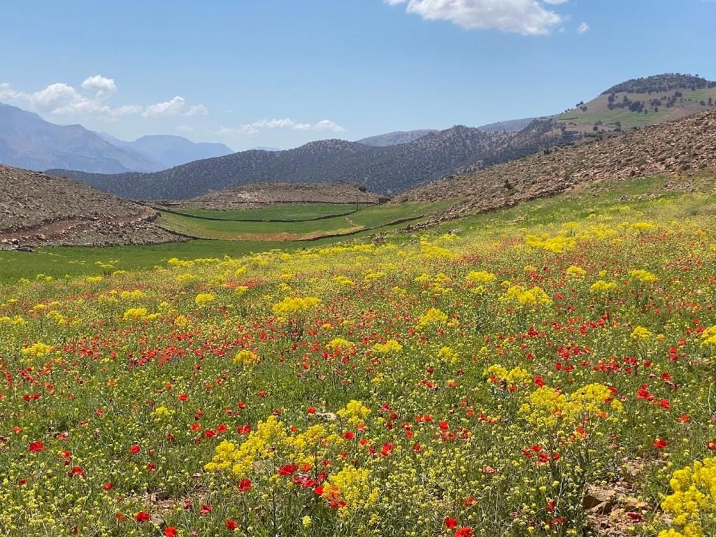 A field of wildflowers with a mountainous backdrop.
