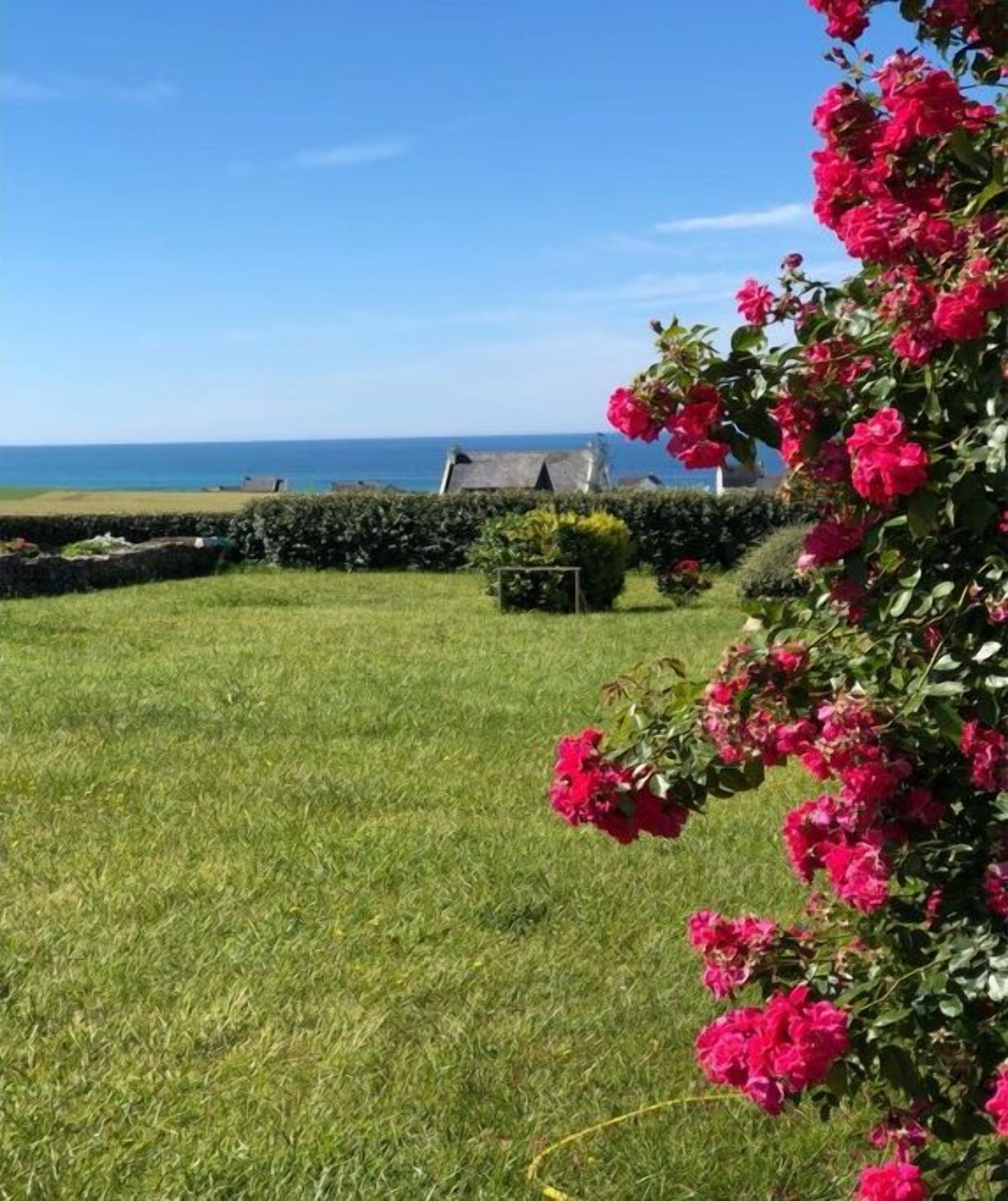 Une zone herbeuse bordée d’une haie et agrémentée d’un arbuste aux fleurs roses.