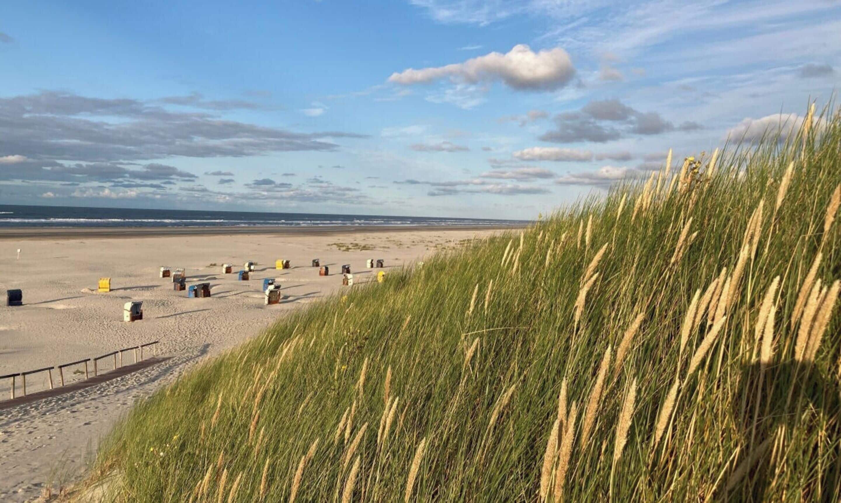 A beach with a fence and a grassy area with tall grass.
