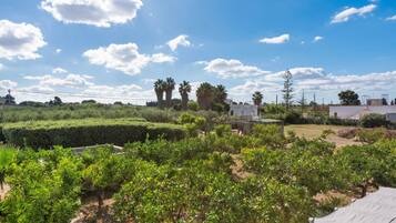 Un vignoble avec des rangées de vignes, un ciel dégagé et quelques nuages épars.