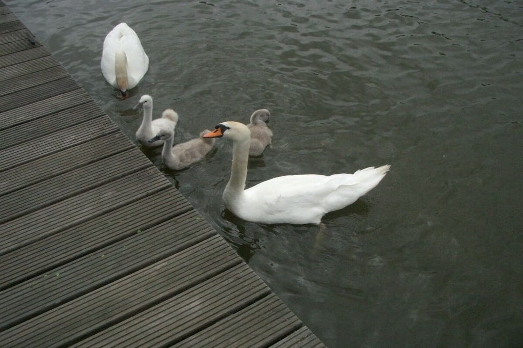 A wooden dock with swans swimming in the water.