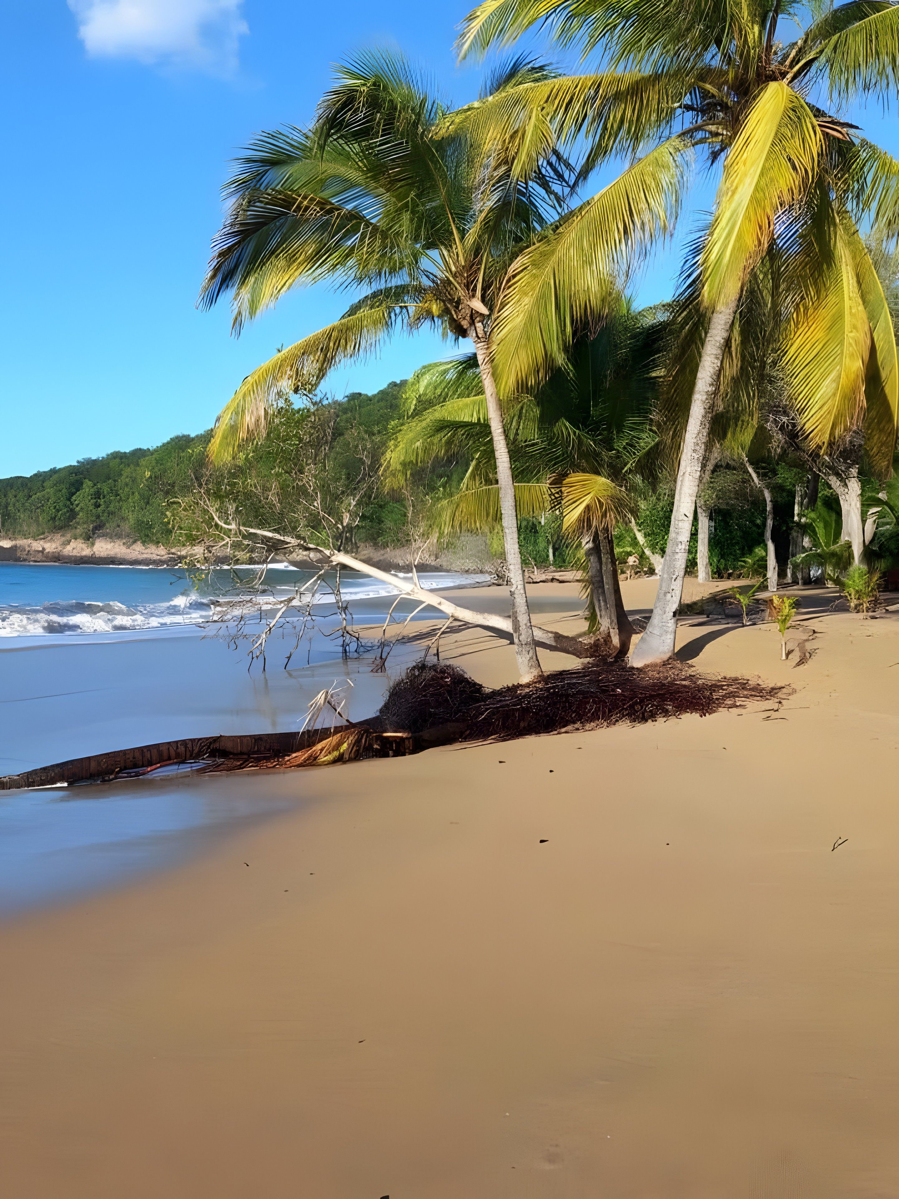 A beach with palm trees and a clear sky.