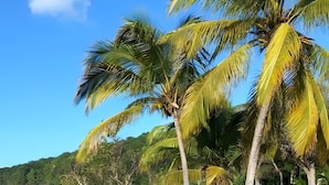 A beach with palm trees and a clear sky.