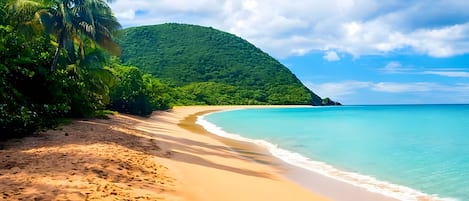 A beach with a sandy shore, a palm tree, and a mountain in the background.