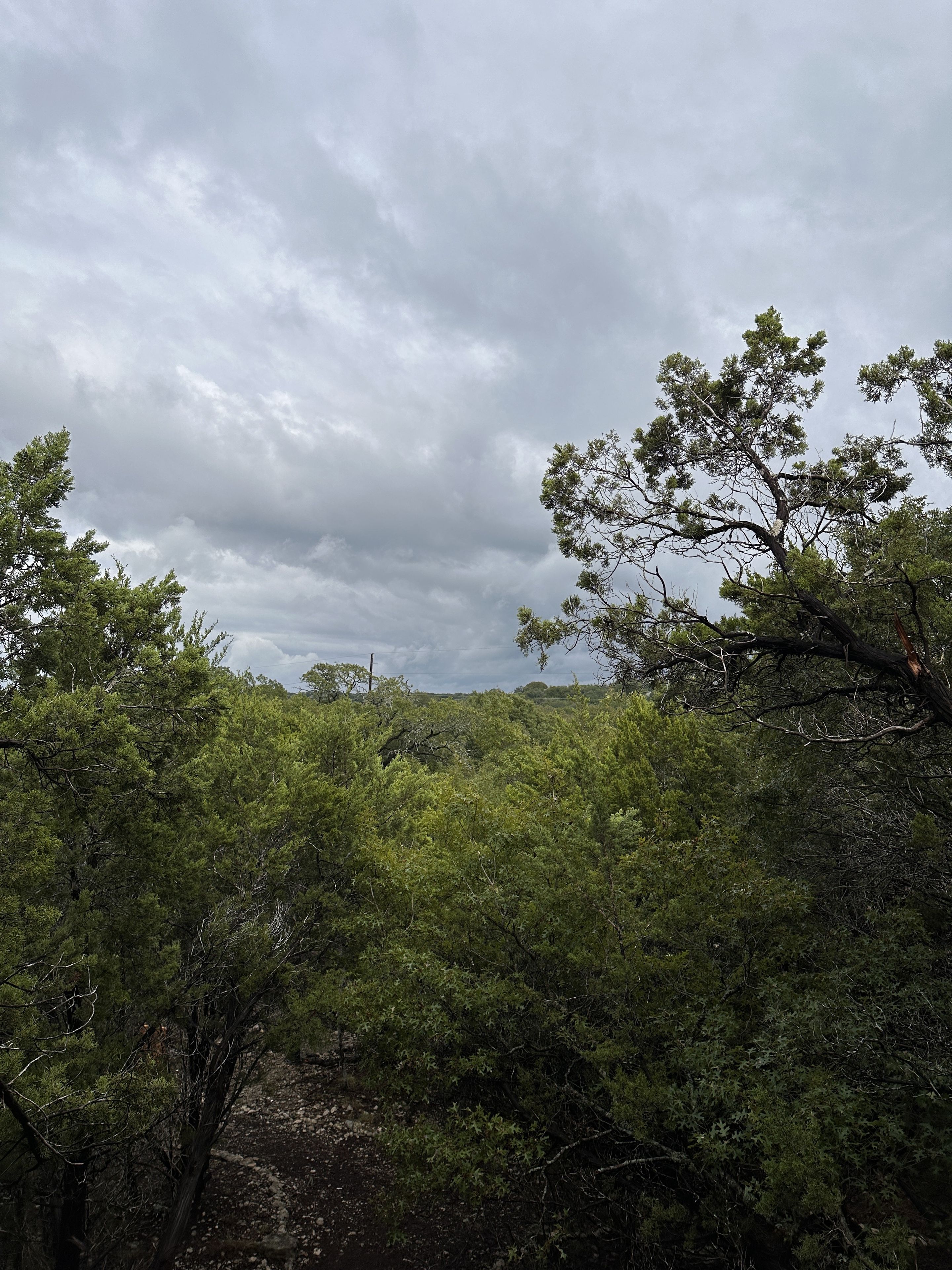 Una fitta foresta con diverse specie di alberi e un cielo nuvoloso.