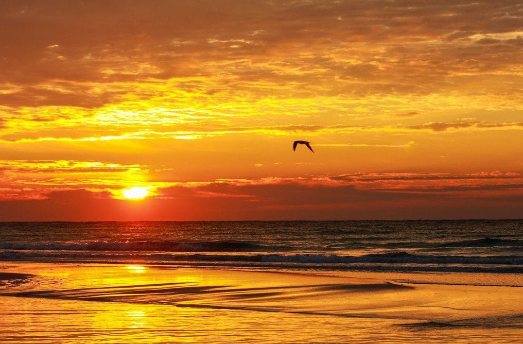 A sunset over the ocean with a silhouette of a bird in flight.