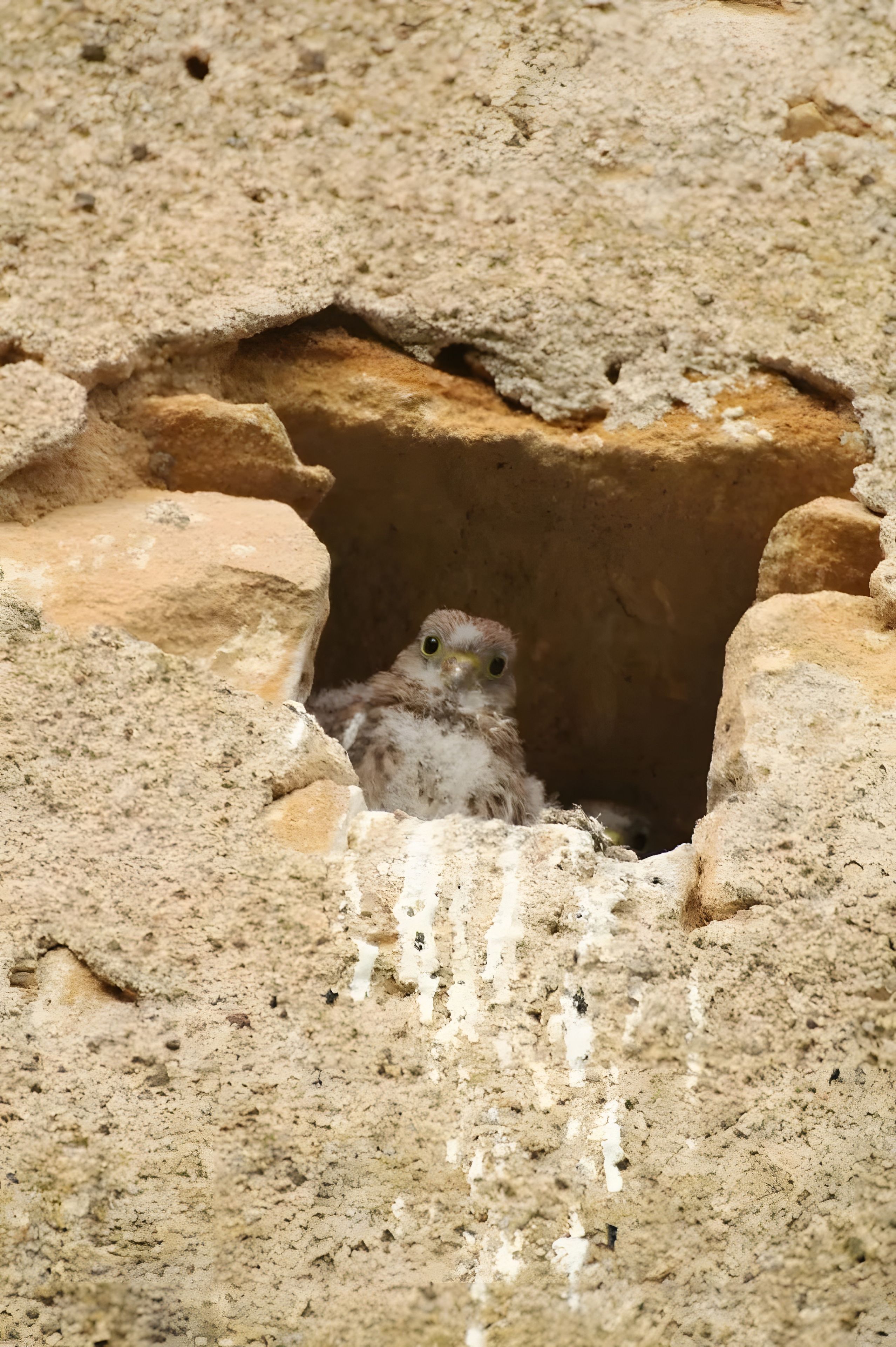 Ein Vogel in einer Öffnung einer Felsformation.