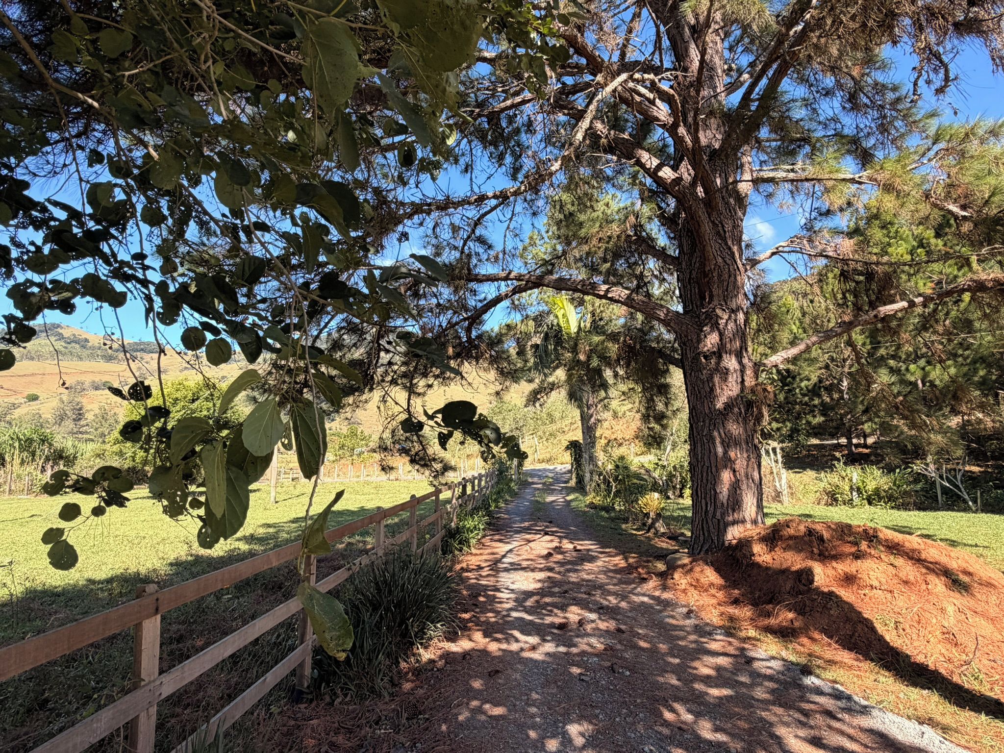 A dirt path leading through a wooded area with a wooden fence on one side.