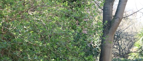 A dense shrubbery with a tree trunk, a brick wall in the background, and a grassy area.