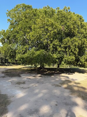 A large tree with a wide canopy in a grassy area. - Cute and Cozy 2 room cottage on the Medina River. (Bandera)