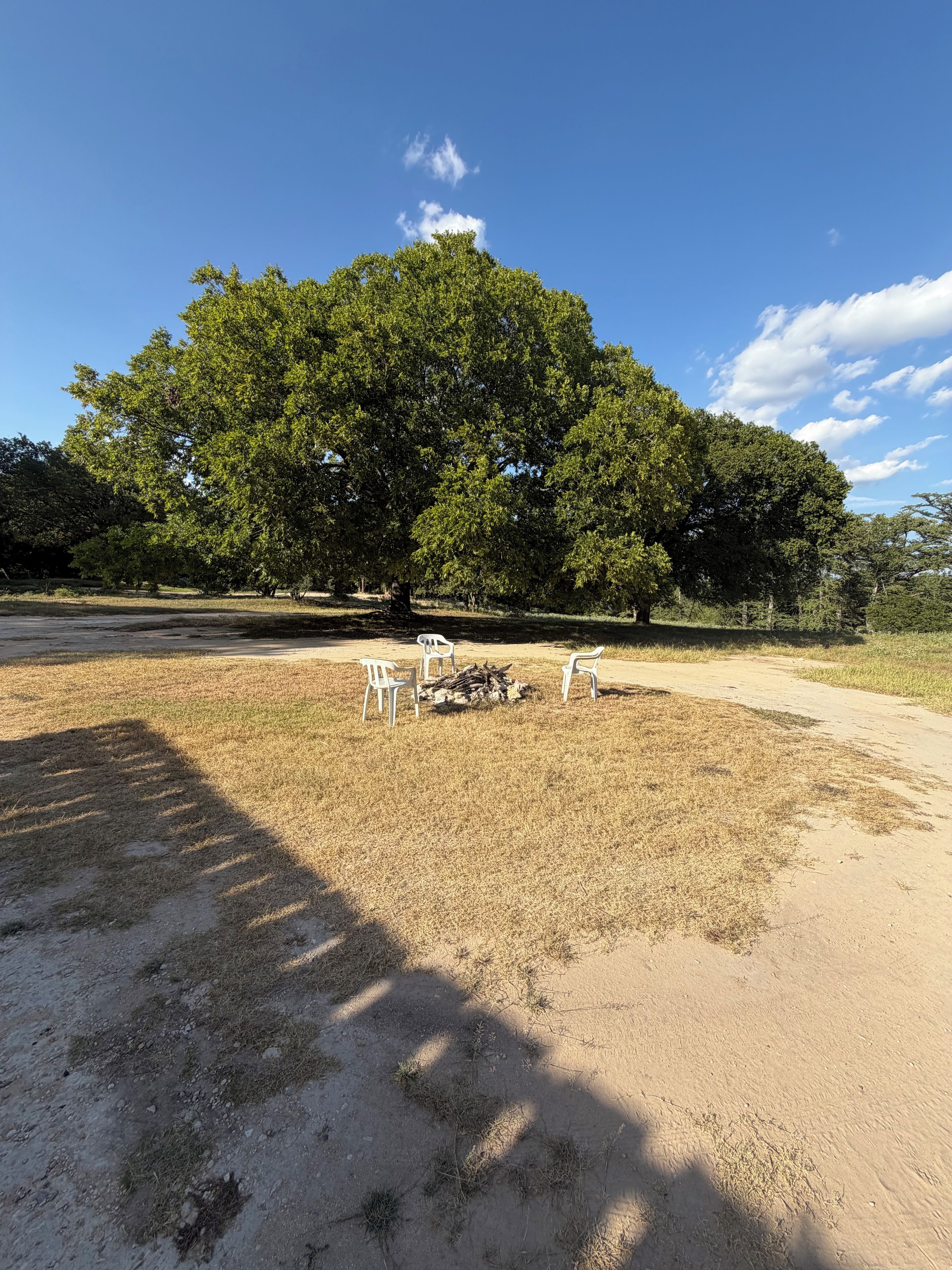 A large tree in a park with a dirt ground and white chairs.