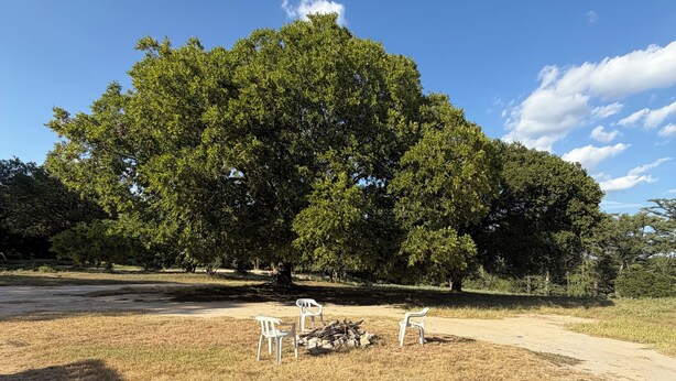 Ein großer Baum in einem Park mit Erdboden und weißen Stühlen.