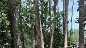 A wooden boardwalk through a forest with tall trees and dense foliage. - Paradise Goddess at Paradise Lakes Nudist Resort (Land O' Lakes)