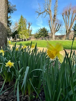 A garden with daffodils and trees. - La Parenthèse Fléchoise (La Flèche)