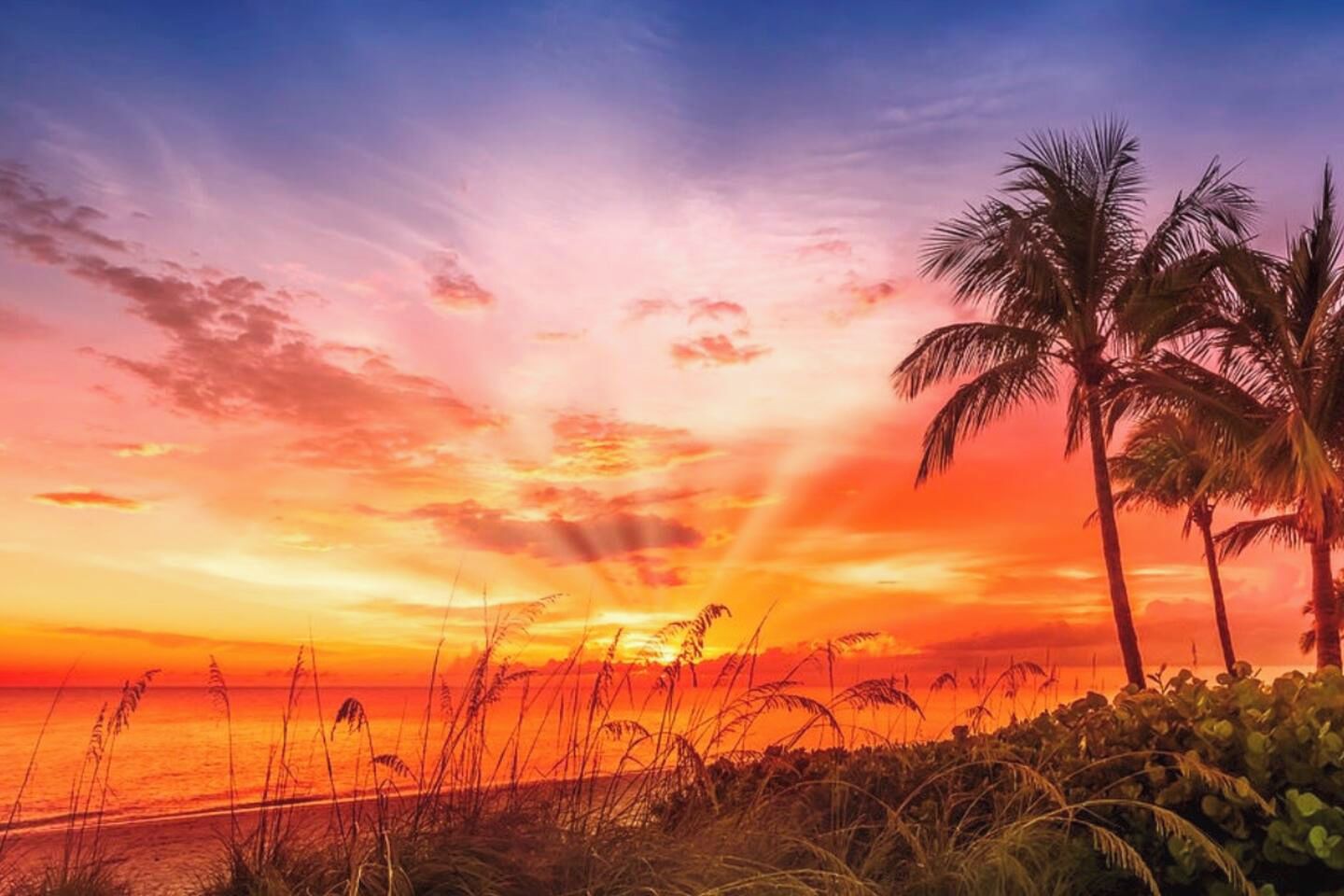 Un coucher de soleil sur une plage, avec des palmiers et de l'herbe au premier plan.