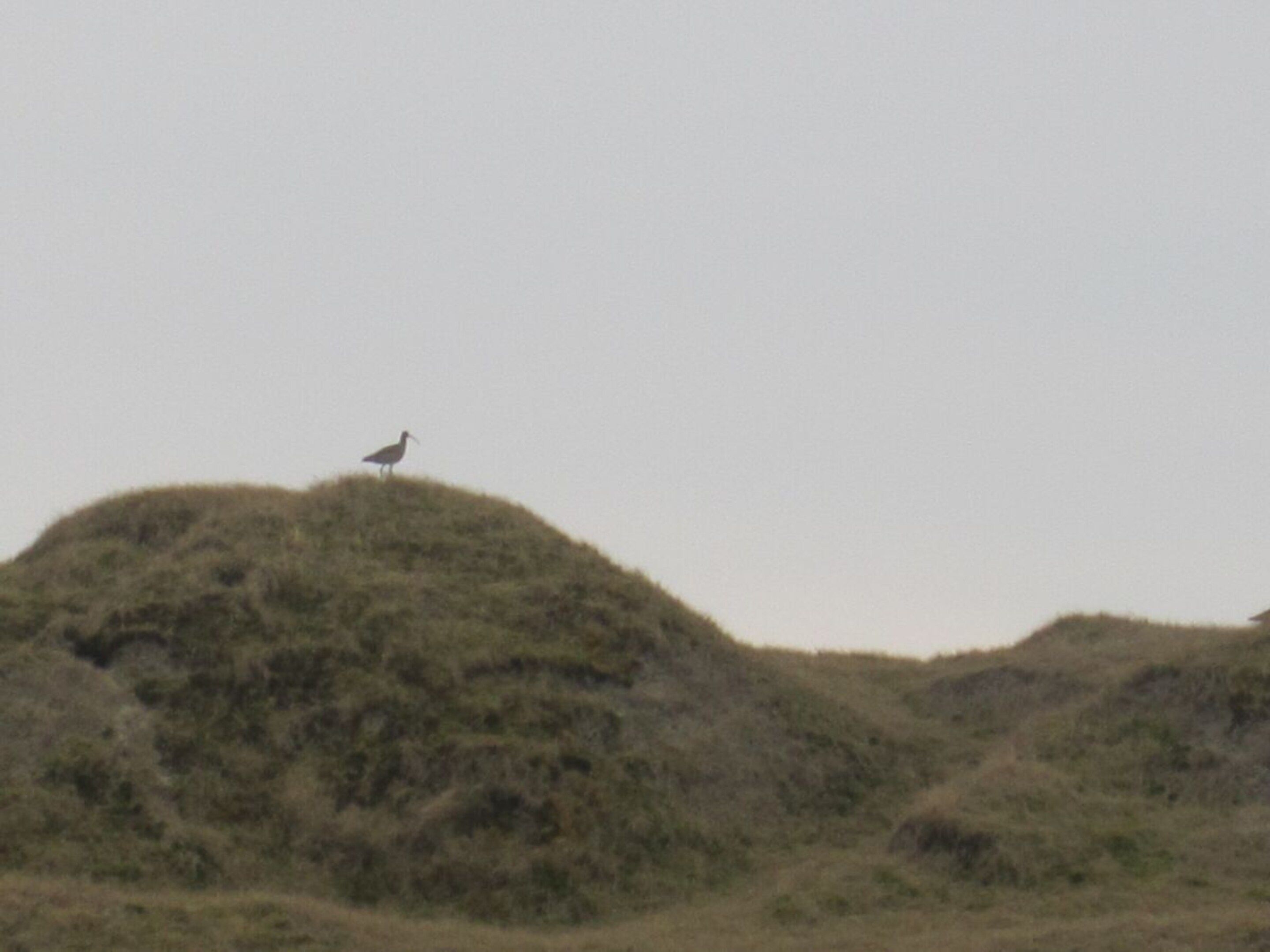 Ein Vogel auf einem grasbewachsen Hügel.