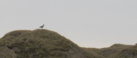 Ein Vogel auf einem grasbewachsen Hügel.