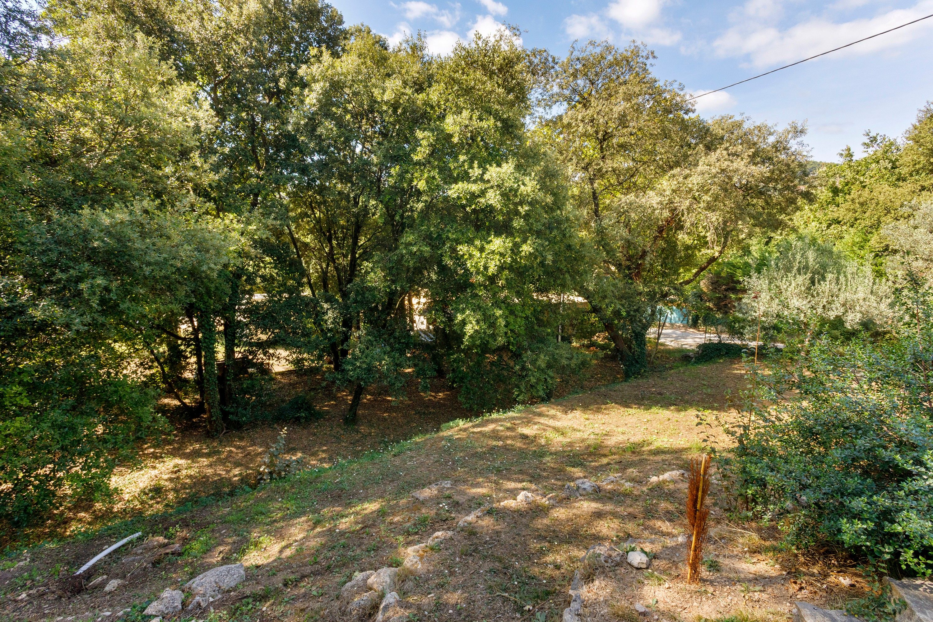 A natural outdoor area with trees and a dirt path.