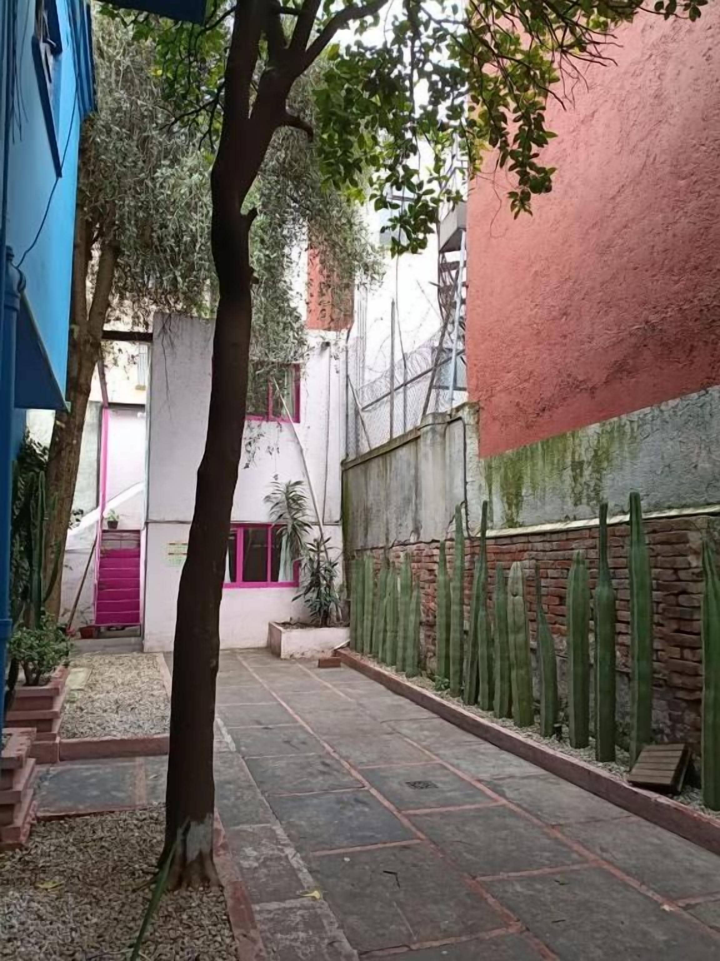 A narrow pathway with a tree and a cactus wall, leading to a building with a pink door.