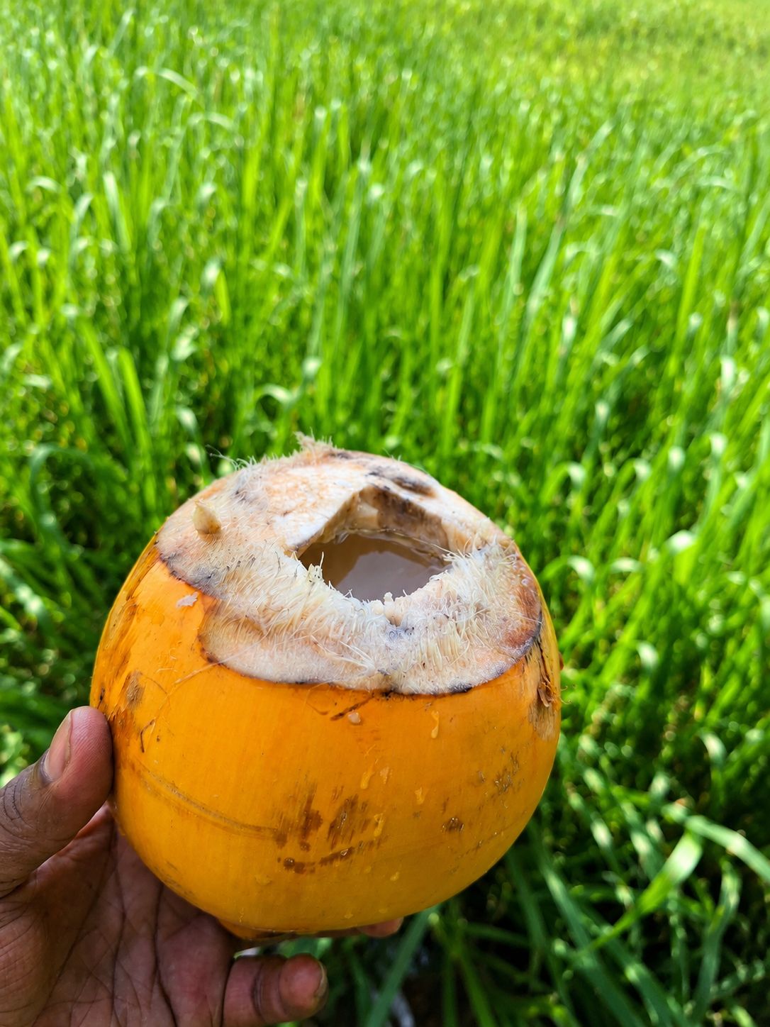 Una mano sostiene un coco con un agujero en la parte superior, sobre un fondo de hierba verde.
