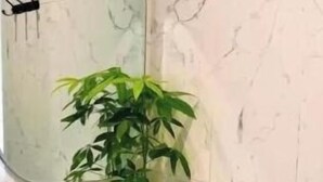 A bathroom with a round white sink, a potted plant, and a wall-mounted mirror.