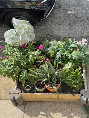 A garden bed with various plants and flowers, a wooden border, and a car parked nearby.