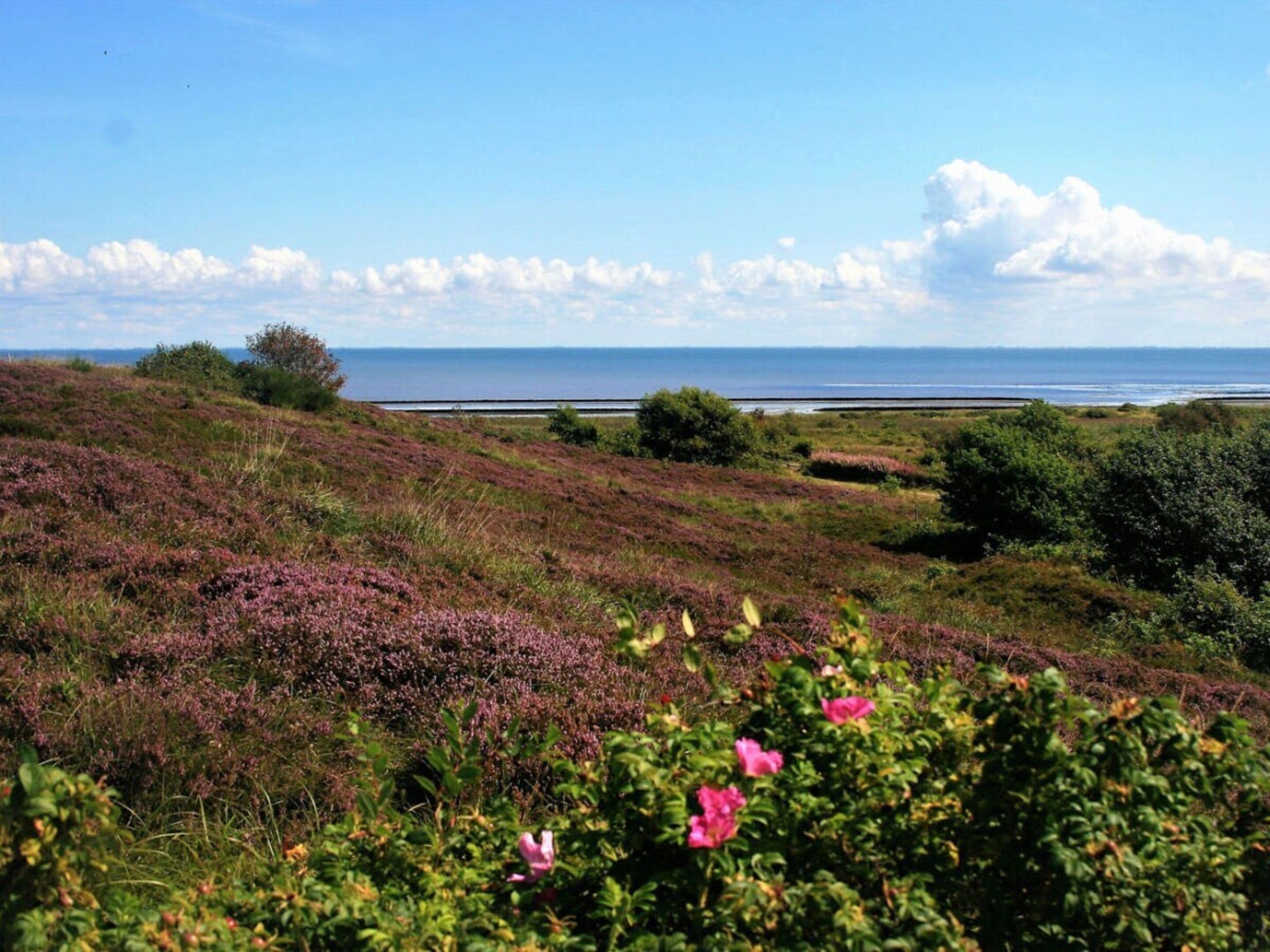 Eine Küstenlandschaft mit Heidekraut und Sträuchern, ein klarer Himmel und ein weiter Blick aufs Meer.
