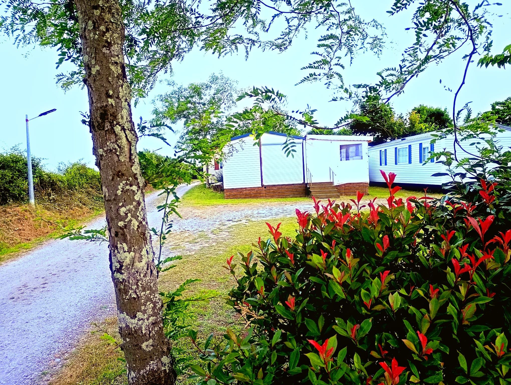 Una hilera de casas móviles con camino de grava y un árbol en primer plano.