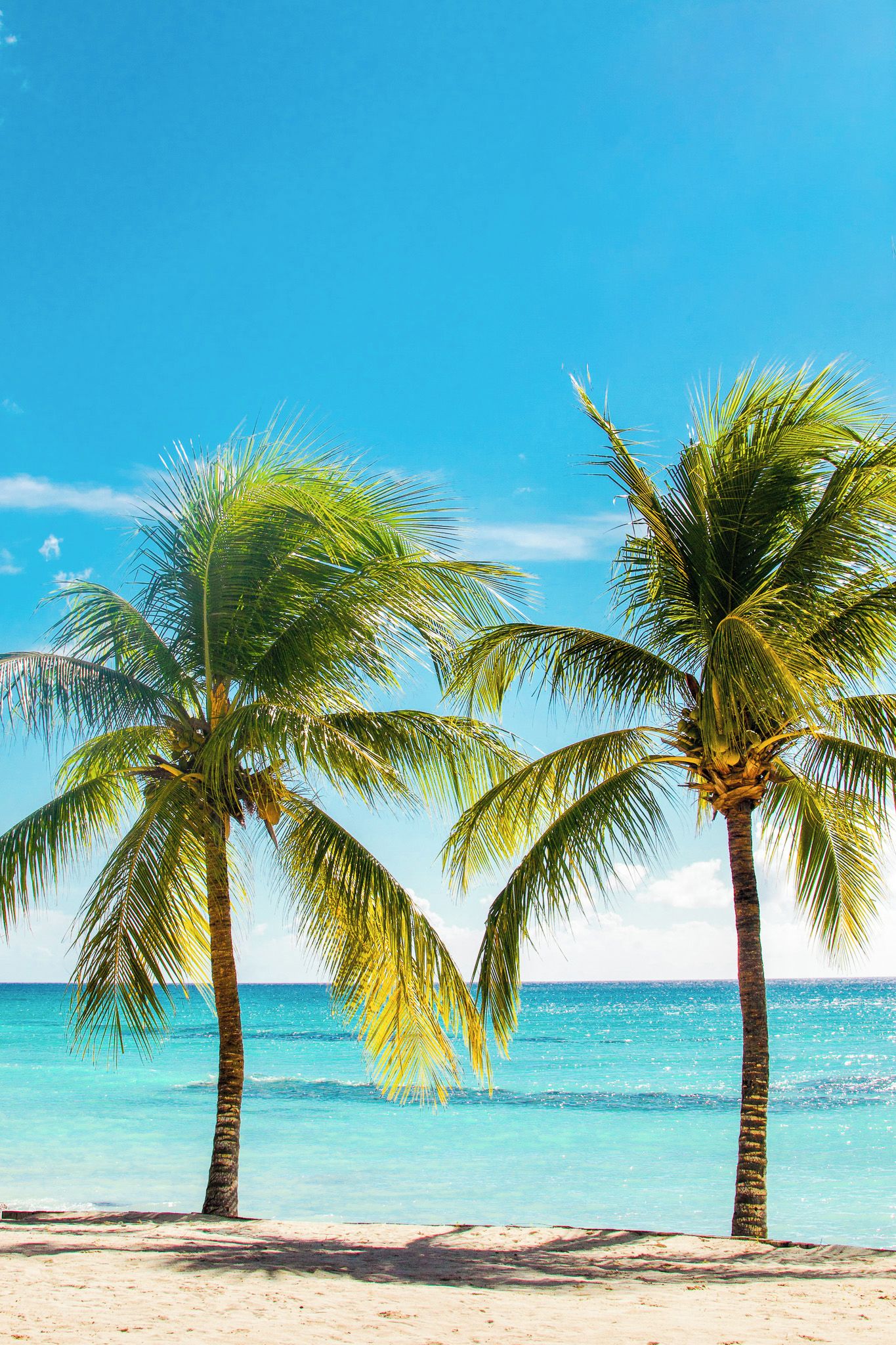 A beach with two palm trees and clear blue water.