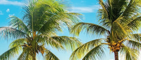 Una playa con dos palmeras y agua azul cristalina.
