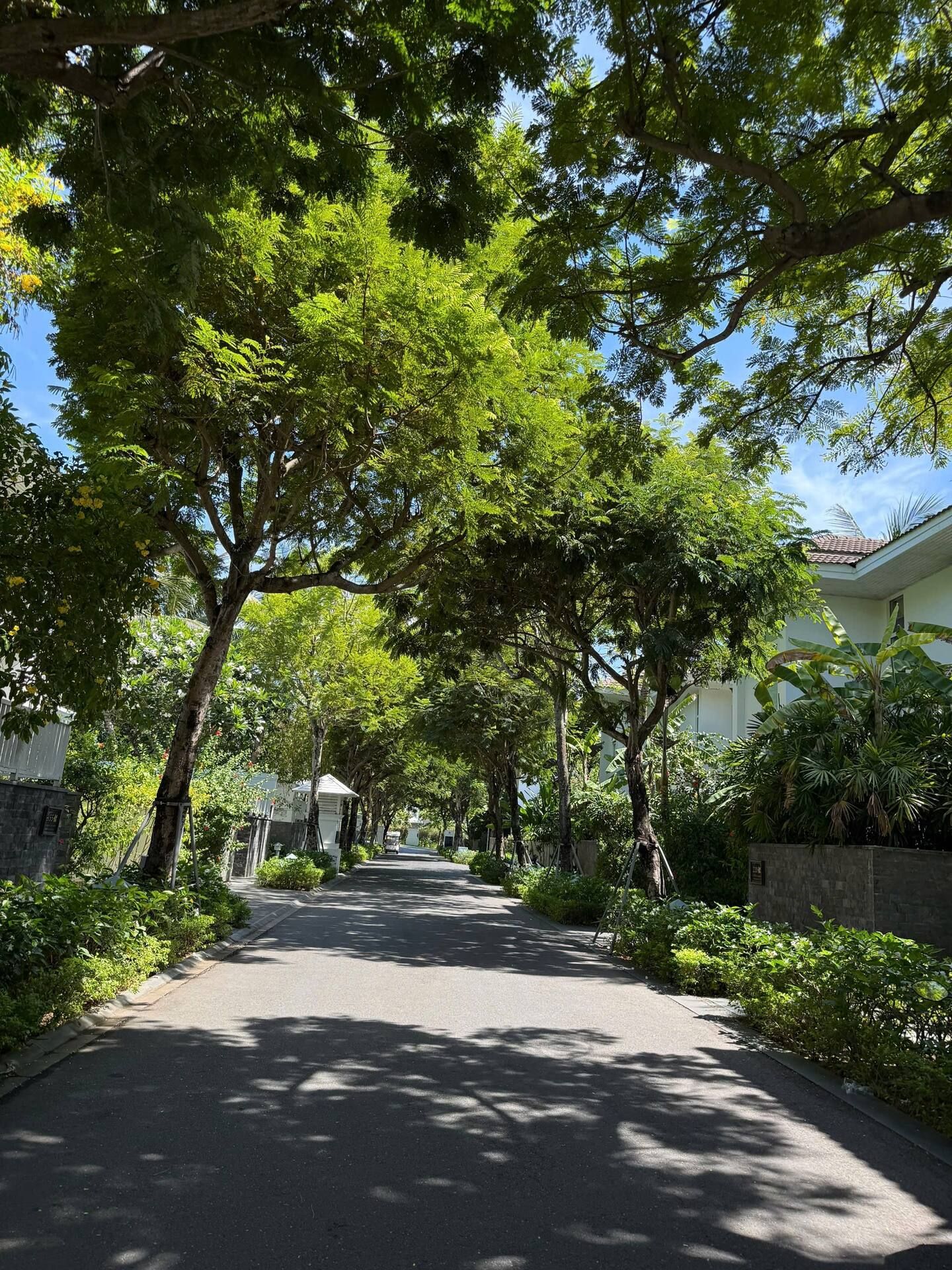 A tree-lined street with houses on either side.