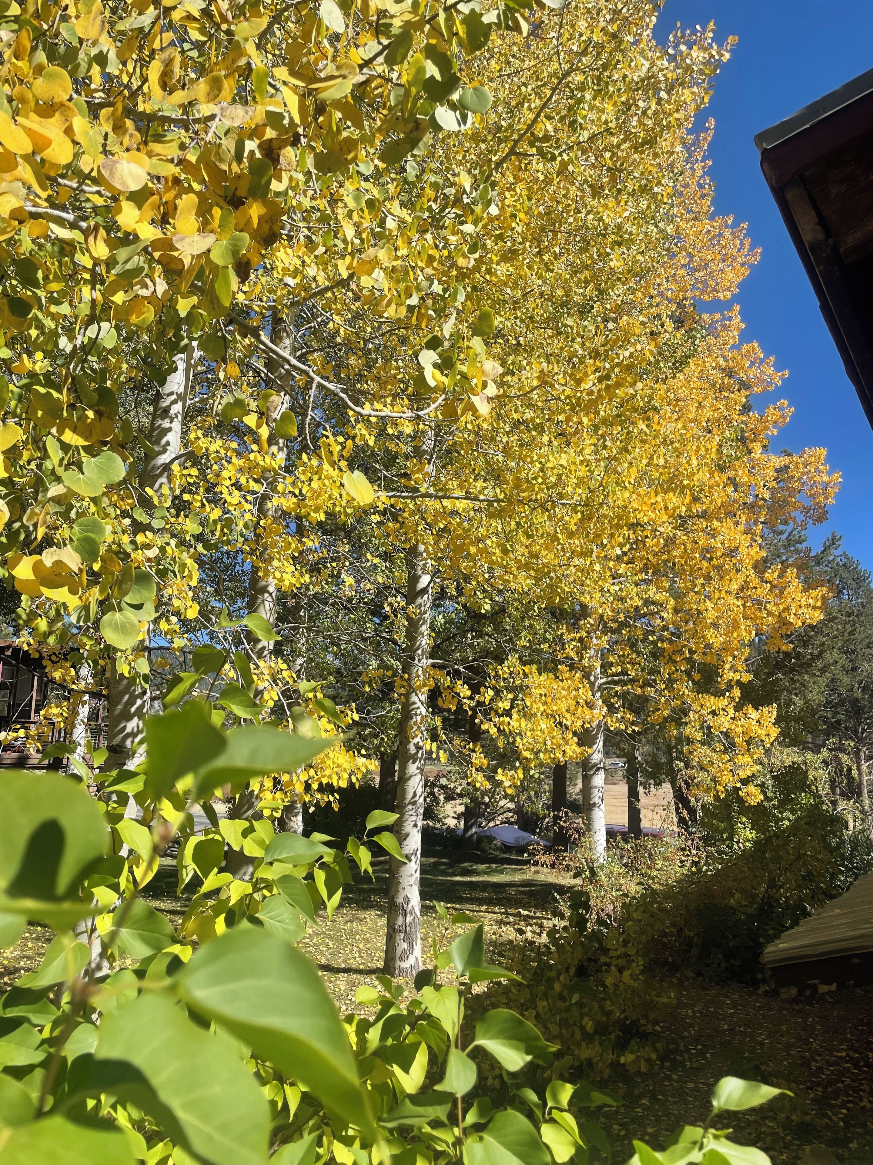 A garden with trees displaying yellow leaves, a clear blue sky, and a building structure in the background.